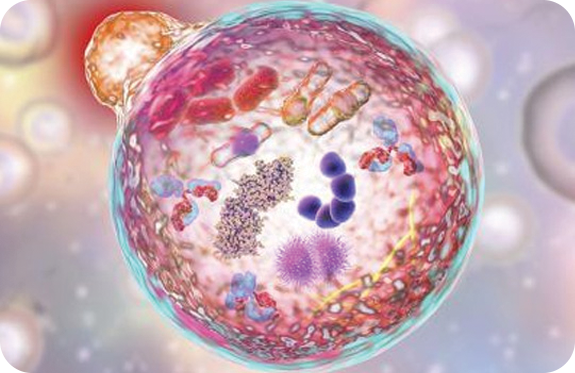 about-alphamannosidosis