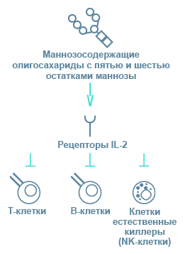Immunodeficiency in Alpha-Mannosidosis